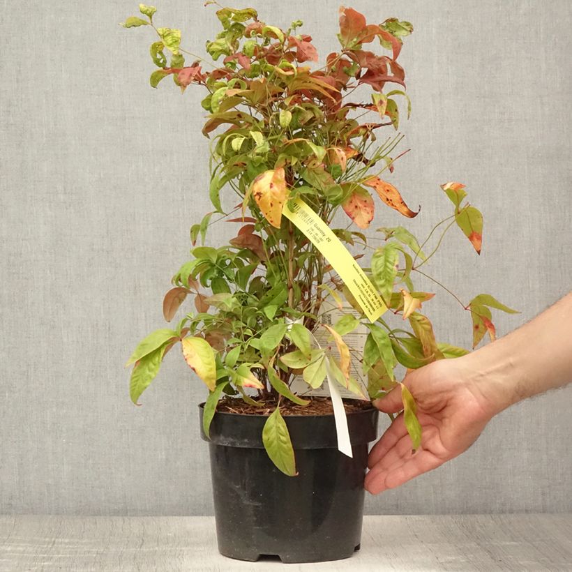 Exemplaar van Nandina domestica Blush Pink - Hemelse bamboe Pot van 2 l/3 l zoals geleverd in de zomer
