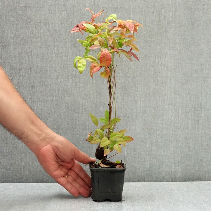 Exemplaar van Nandina domestica Blush Pink - Hemelse bamboe Kweekpotje van 8/9 cm zoals geleverd in de zomer