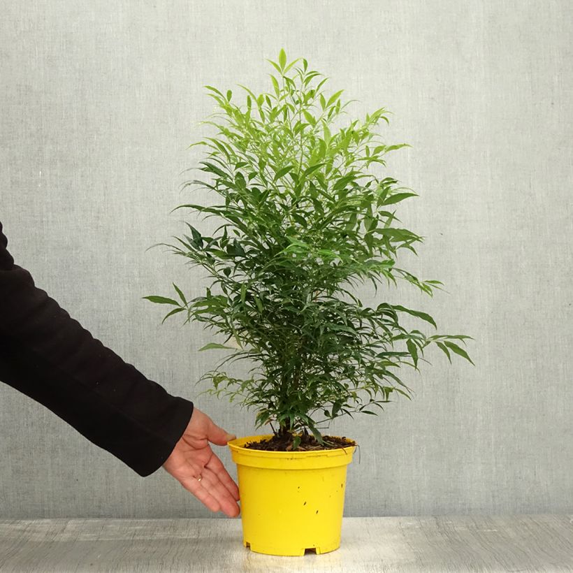 Exemplaar van Nandina domestica Brightlight - Hemelse bamboe Pot van 3 l/4 l zoals geleverd in de herfst