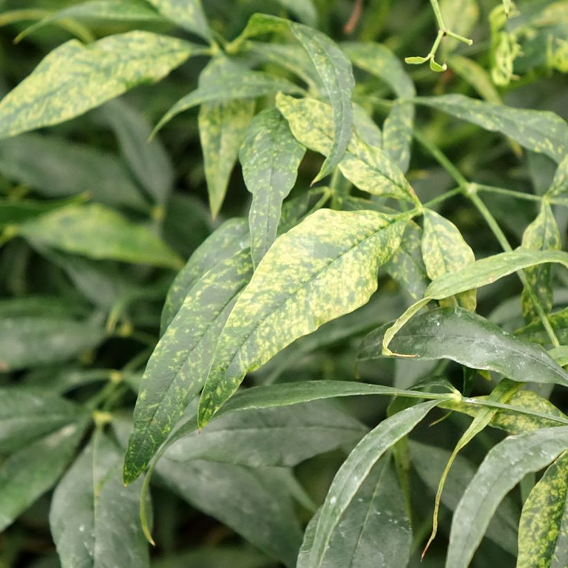 Nandina domestica Brightlight - Hemelse bamboe (Blad)