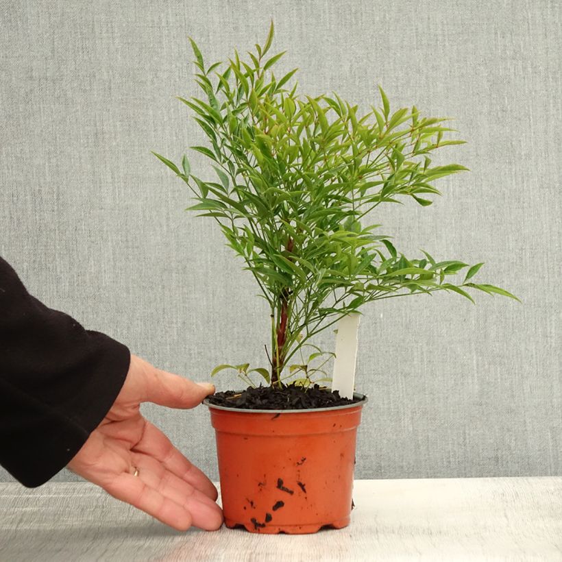 Exemplaar van Nandina domestica Moon Bay - Hemelse bamboe Kweekpotje van 8/9 cm zoals geleverd in de herfst