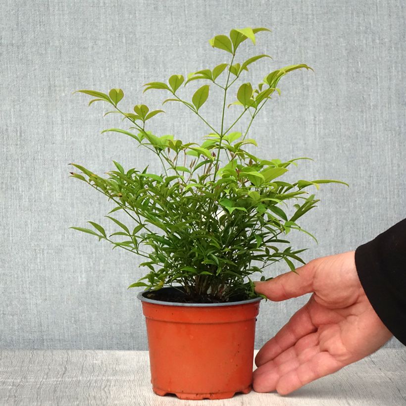 Exemplaar van Nandina domestica Moon Bay - Hemelse bamboe Kweekpotje van 8/9 cm zoals geleverd in de lente