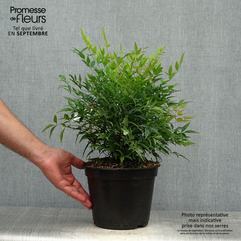 Exemplaar van Nandina domestica Moon Bay - Hemelse bamboe Pot van 3 l/4 l zoals geleverd in de herfst