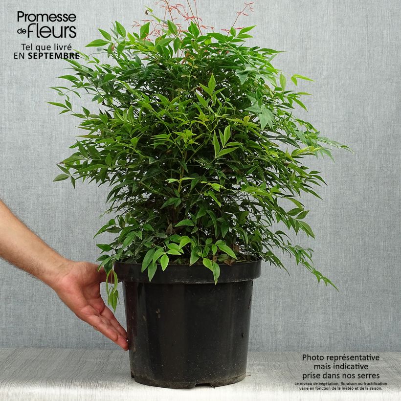 Exemplaar van Nandina domestica Sienna Sunrise - Hemelse bamboe Pot van 7,5 l/10 l zoals geleverd in de herfst