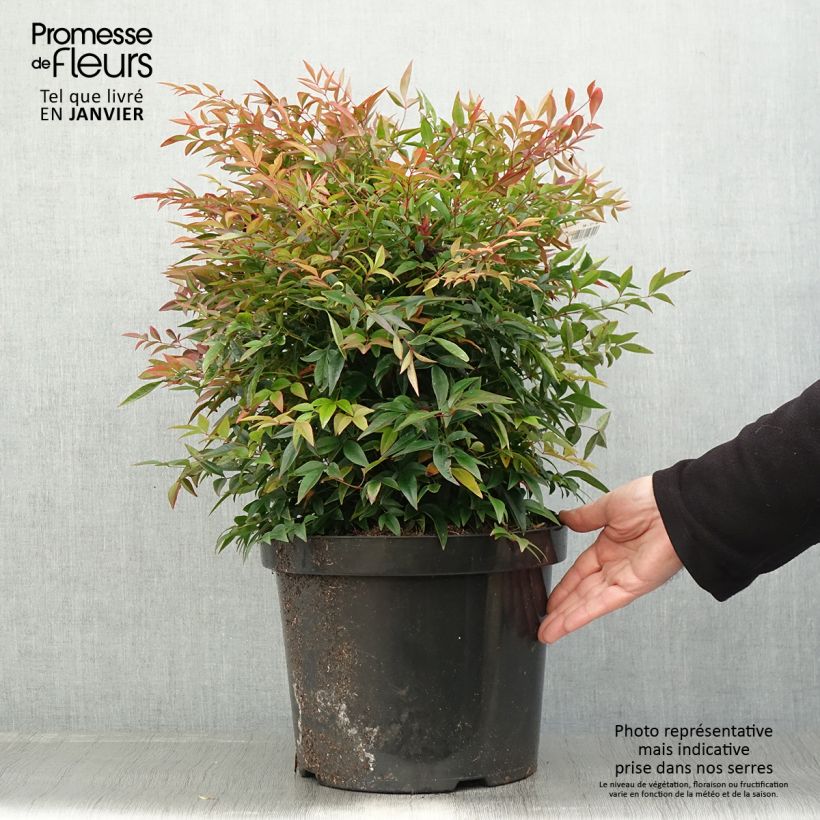 Example of Bambou sacré - Nandina domestica Sienna Sunrise Pot van 7,5 l/10 l as you get in hiver