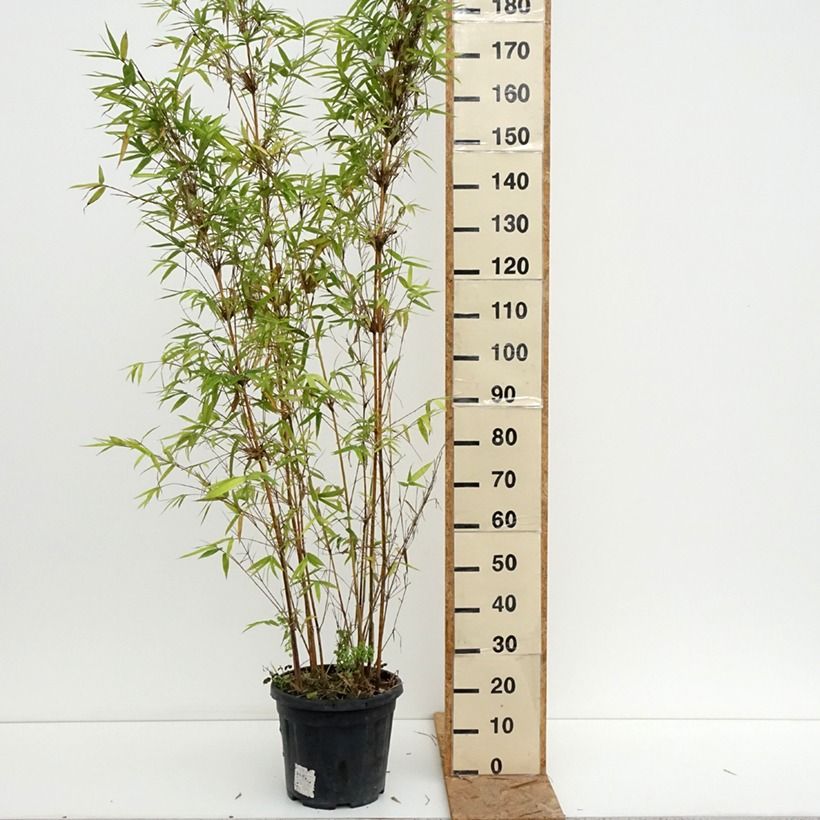 Exemplaar van Bambusa multiplex Alphonse Karr - Bamboe Pot van 12 l/15 l zoals geleverd in de zomer