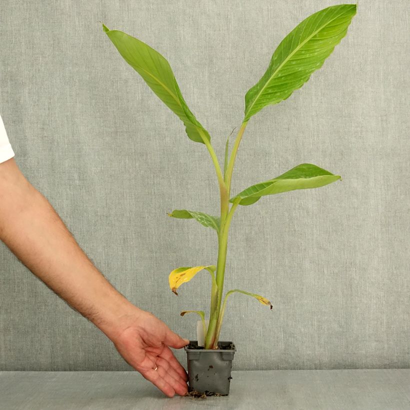 Exemplaar van Musa Himalayensis Speciosa - Darjeeling-banaan Kweekpotje van 8/9 cm zoals geleverd in de zomer