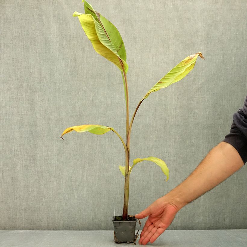 Exemplaar van Musa sikkimensis Helens Hybrid - Darjeeling-banaan Kweekpotje van 8/9 cm zoals geleverd in de zomer