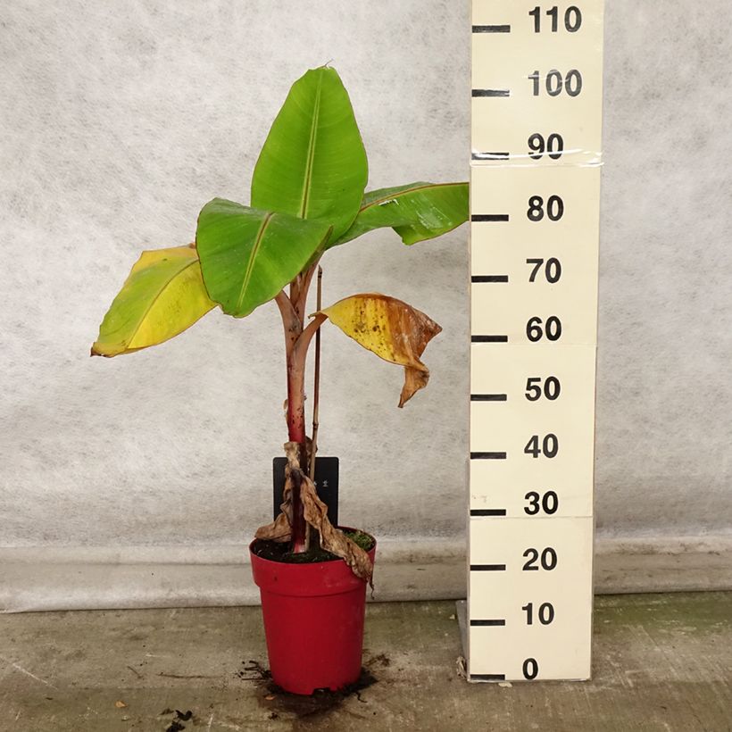Exemplaar van Rode banaan Red Dacca - Musa acuminata Pot van 6 l/7 l zoals geleverd in de herfst