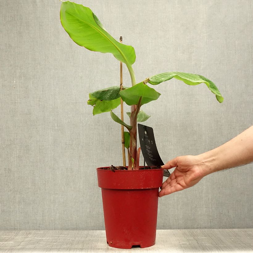 Exemplaar van Rode banaan Red Dacca - Musa acuminata Pot van 6 l/7 l zoals geleverd in de zomer
