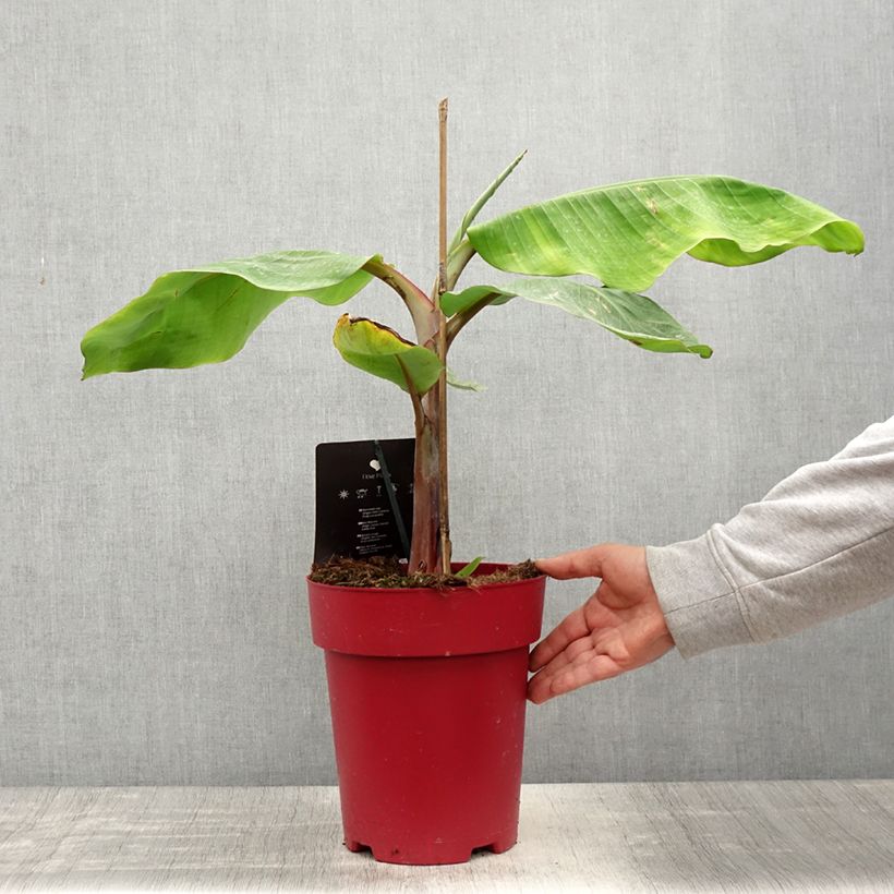 Exemplaar van Rode banaan Red Dacca - Musa acuminata Pot van 6 l/7 l zoals geleverd in de lente