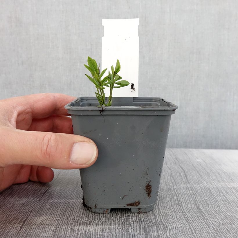 Exemplaar van Baptisia alba var macrophylla - Valse indigo Kweekpotje van 8/9 cm zoals geleverd in de lente