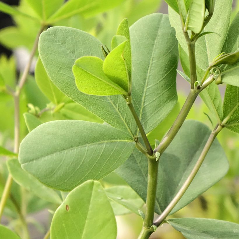 Baptisia Pink Form - Blauwe valse indigo (Blad)