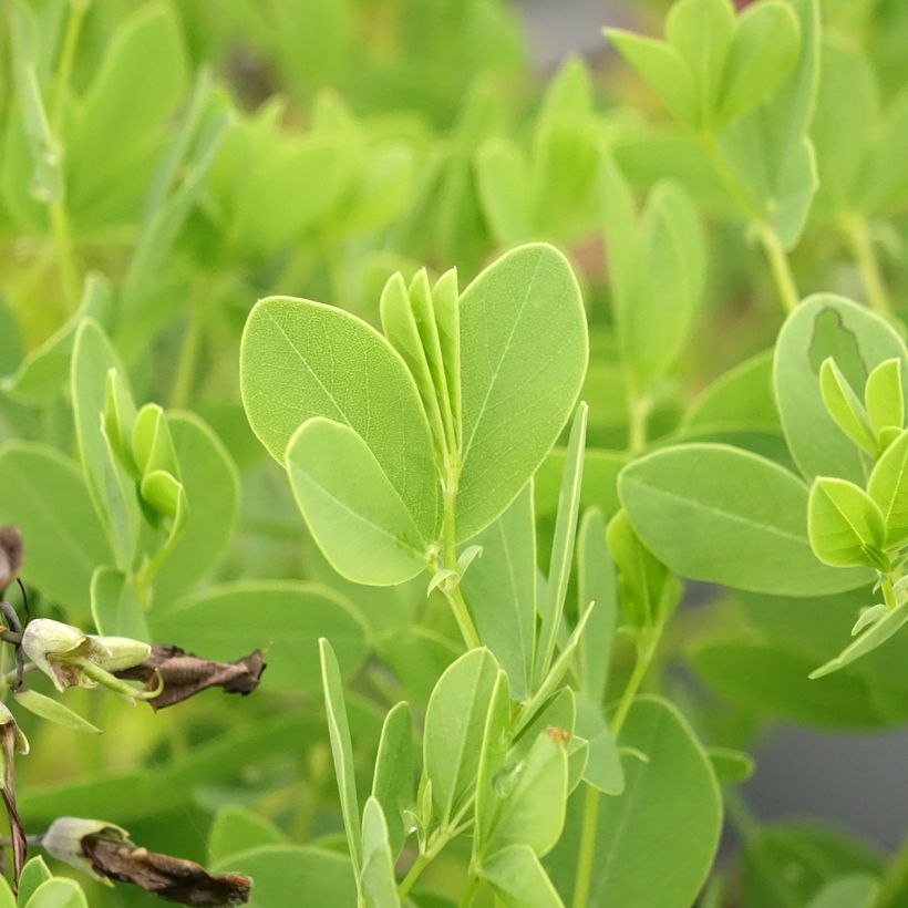 Baptisia australis var. minor Dark Blue - Valse indigo (Blad)