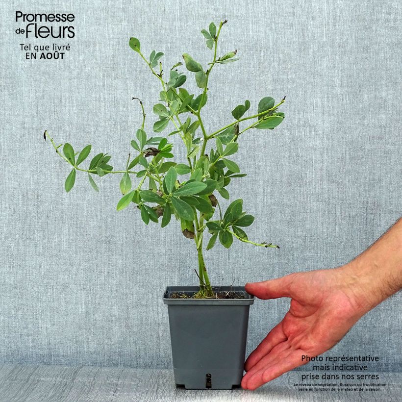 Exemplaar van Baptisia Decadence Blueberry Sundae - Blauwe valse indigo Pot van 1 l/1,5 l zoals geleverd in de zomer