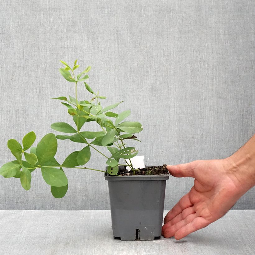 Exemplaar van Baptisia Brownie Points - Blauwe valse indigo Pot van 1 l/1,5 l zoals geleverd in de herfst
