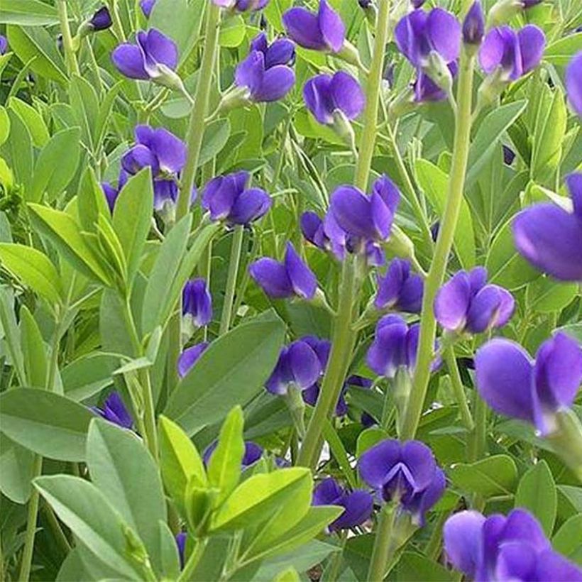Baptisia australis Caspian Blue - Blauwe valse indigo (Flowering)
