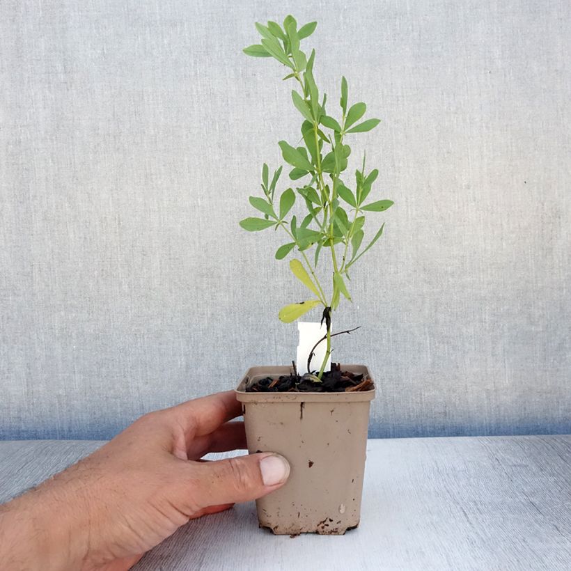 Exemplaar van Baptisia pendula alba - Valse indigo Kweekpotje van 8/9 cm zoals geleverd in de zomer