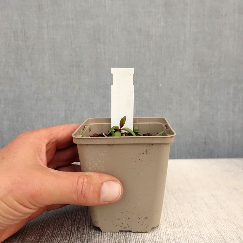 Exemplaar van Baptisia pendula alba - Valse indigo Kweekpotje van 8/9 cm zoals geleverd in de lente