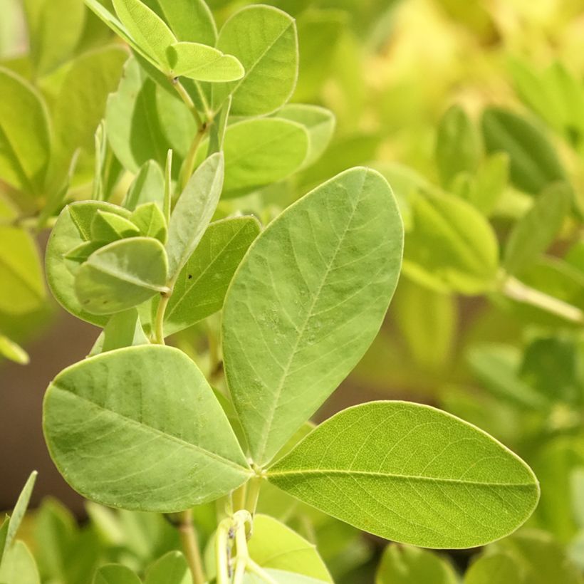 Baptisia pendula alba - Valse indigo (Blad)