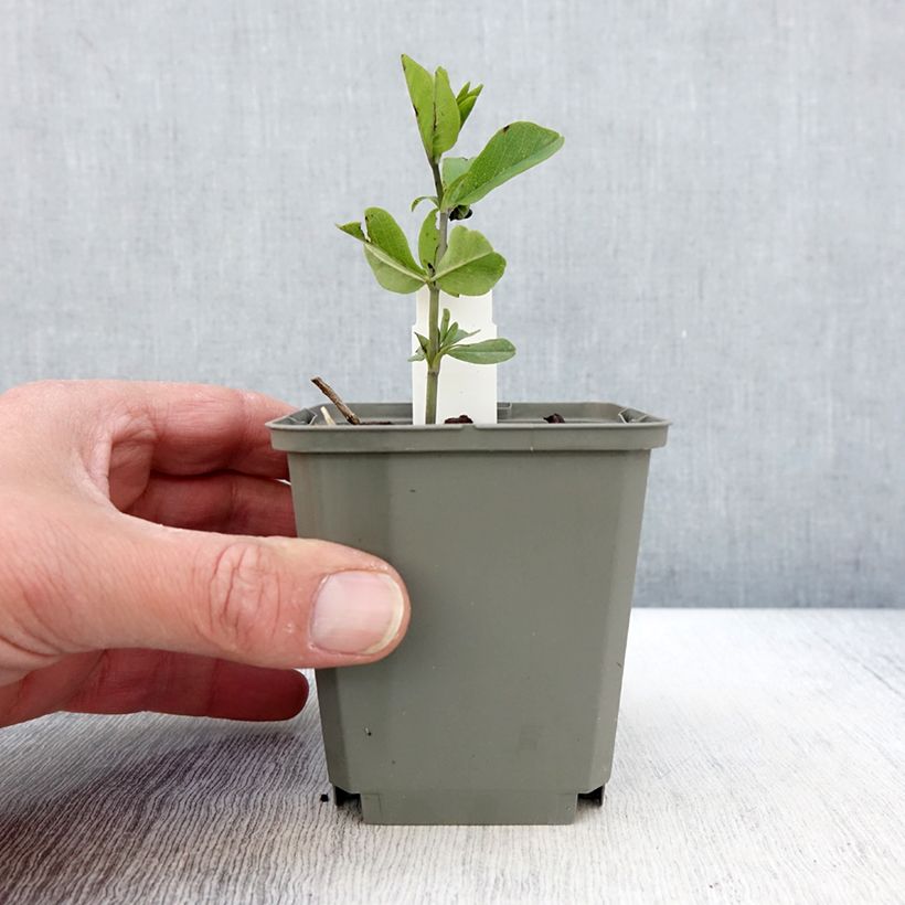 Exemplaar van Baptisia Sparkling Sapphires - Blauwe valse indigo Kweekpotje van 8/9 cm zoals geleverd in de lente