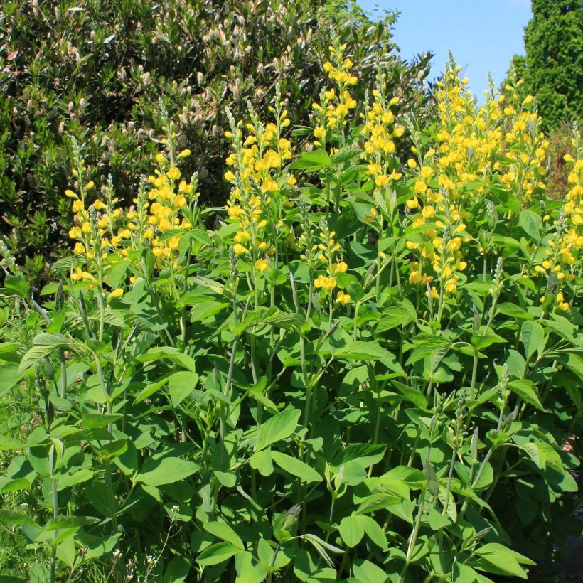 Baptisia sphaerocarpa - Valse indigo (Plant habit)
