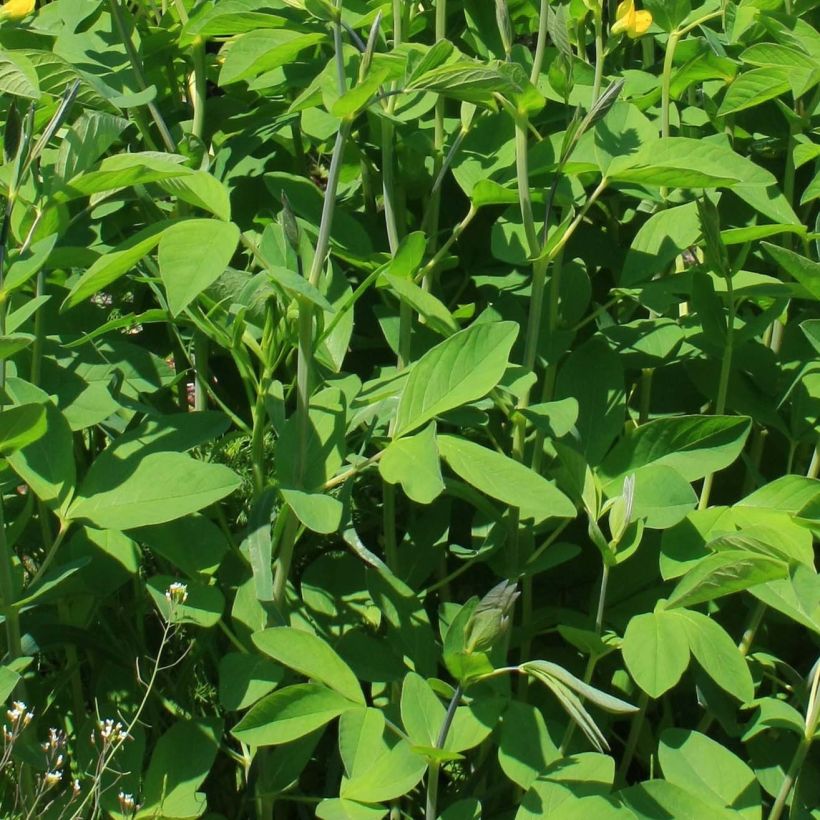 Baptisia sphaerocarpa - Valse indigo (Flowering)