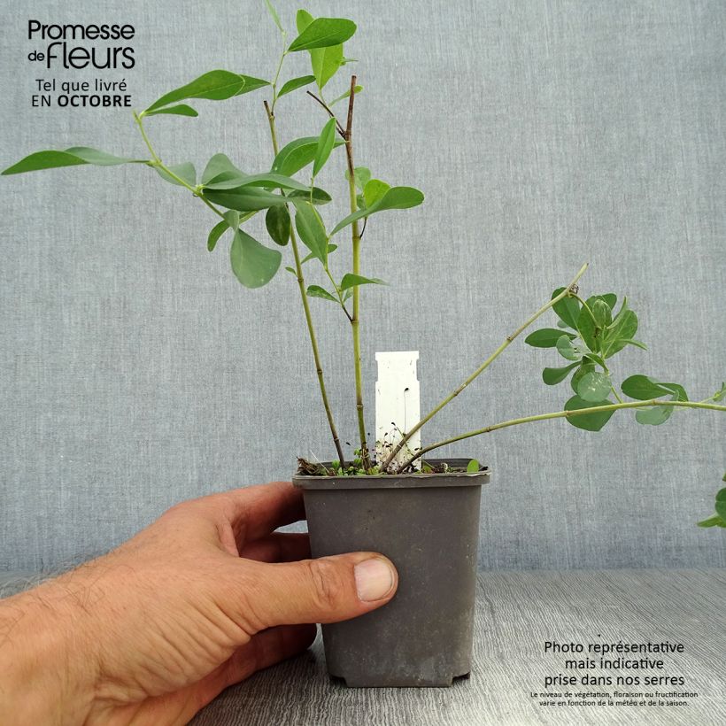 Exemplaar van Baptisia sphaerocarpa - Valse indigo Kweekpotje van 8/9 cm zoals geleverd in de herfst