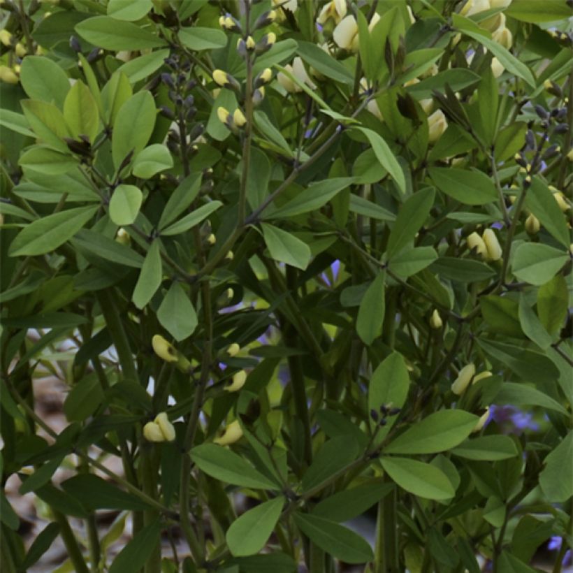 Baptisia Decadence Vanilla Cream - Blauwe valse indigo (Foliage)