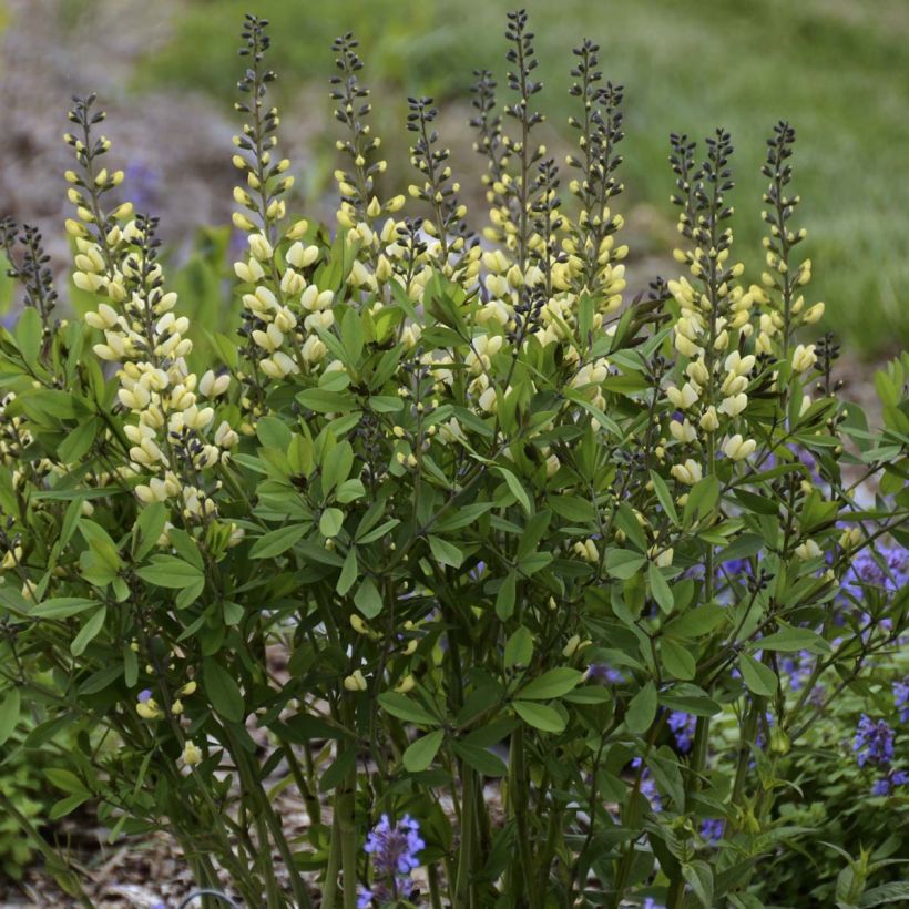 Baptisia Decadence Vanilla Cream - Blauwe valse indigo (Plant habit)