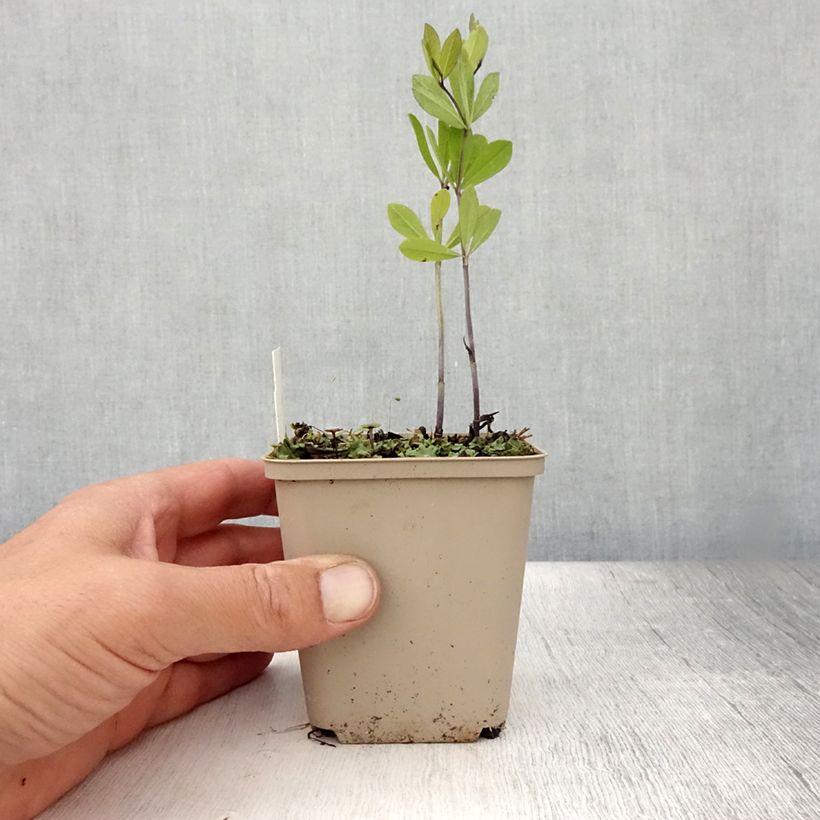 Exemplaar van Baptisia Decadence Vanilla Cream - Blauwe valse indigo Kweekpotje van 8/9 cm zoals geleverd in de zomer