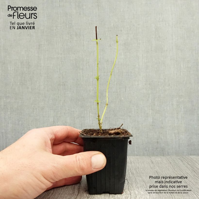 Exemplaar van Anijsbasilicum Selloi meerjarih Kweekpotje van 8/9 cm zoals geleverd in de winter