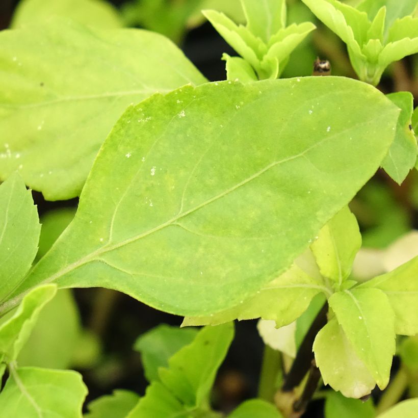 Anijsbasilicum Selloi meerjarih (Blad)