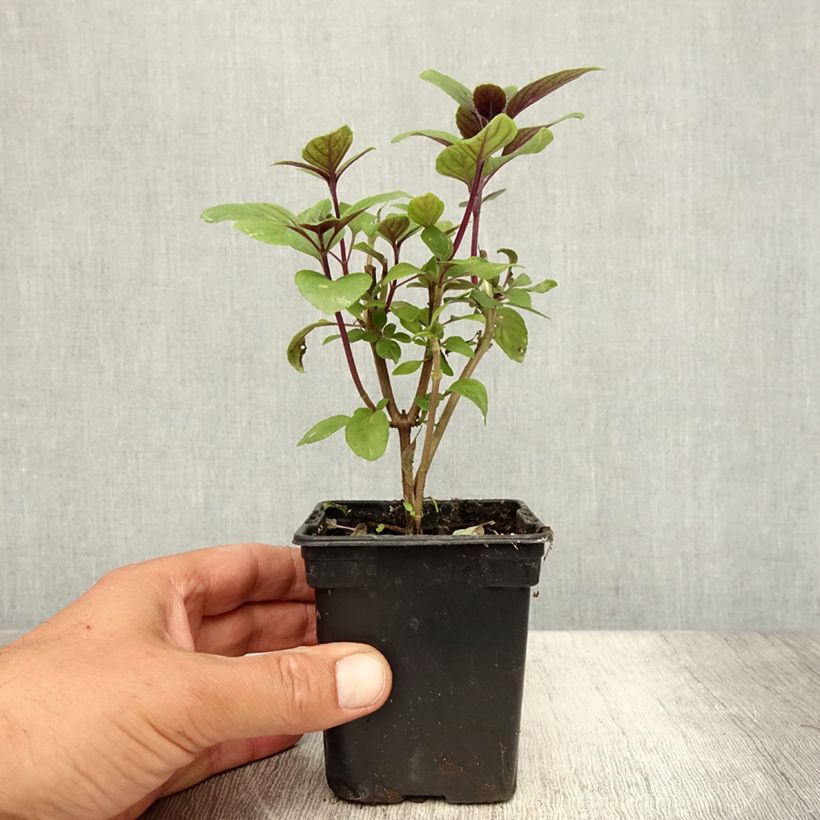 Exemplaar van Kampferbasilicum Magic Mountain (jonge planten) Kweekpotje van 7/8 cm zoals geleverd in de zomer