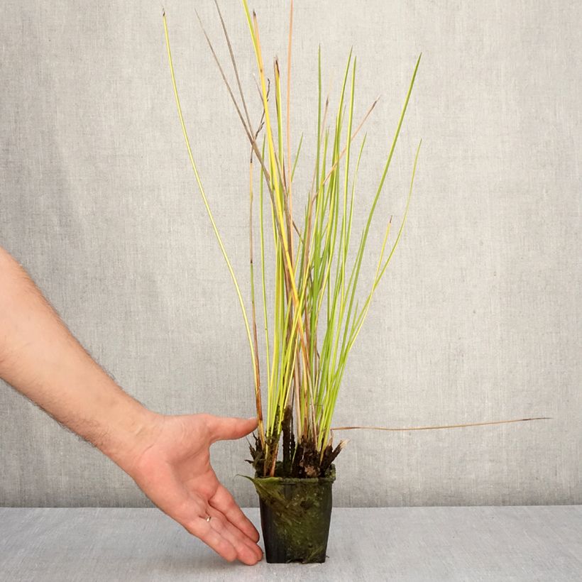 Exemplaar van Baumea rubiginosa - Jonc mou Kweekpotje van 8/9 cm zoals geleverd in de herfst