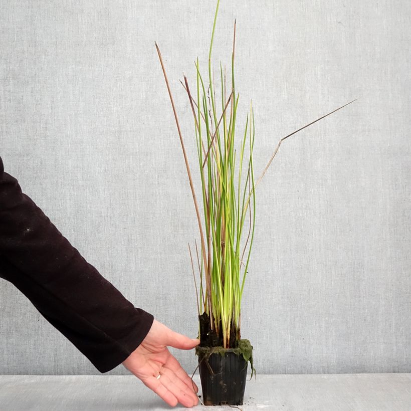 Example of Baumea rubiginosa - Jonc mou Kweekpotje van 8/9 cm as you get in hiver