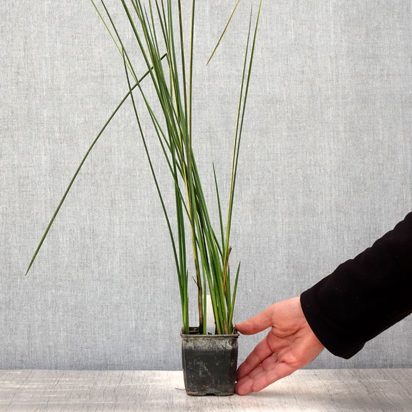 Exemplaar van Baumea rubiginosa - Jonc mou Kweekpotje van 8/9 cm zoals geleverd in de lente