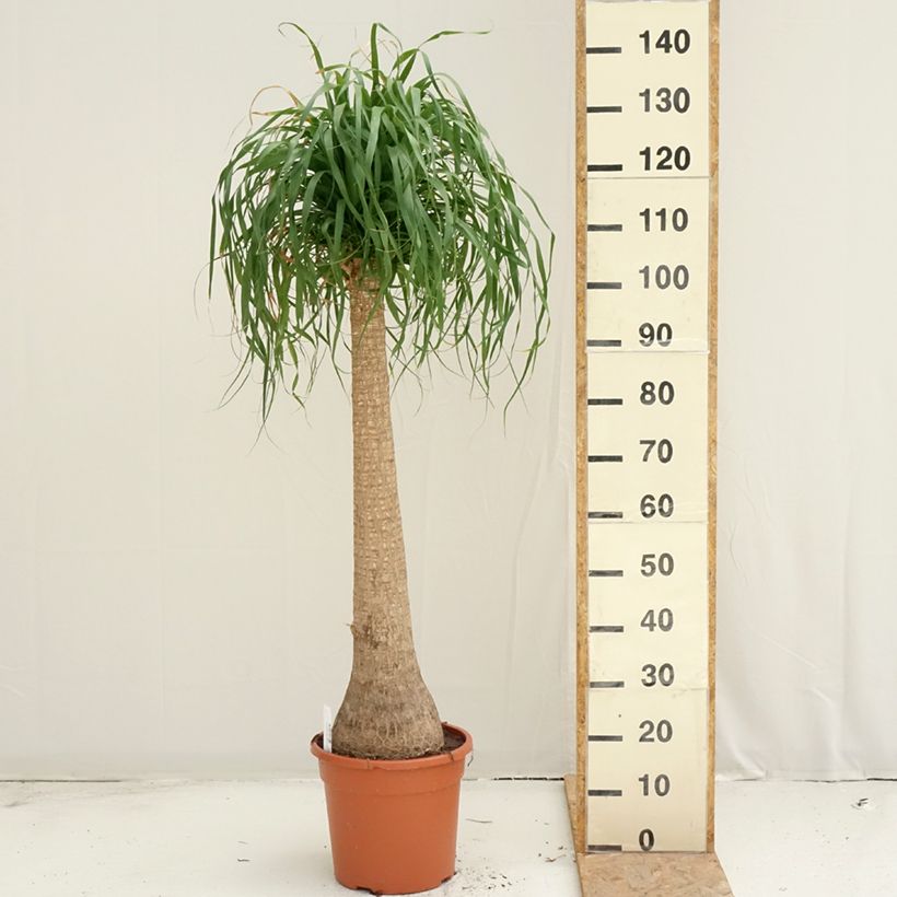 Example of Beaucarnea recurvata - Arbre bouteille ou Pied d'éléphant  Pot van 7,5 l/10 l as you get in ete