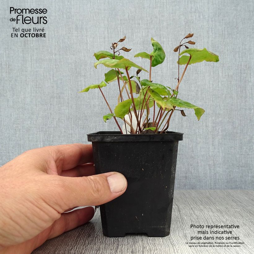 Exemplaar van Beesia calthifolia - Knolbegonia Kweekpotje van 8/9 cm zoals geleverd in de herfst
