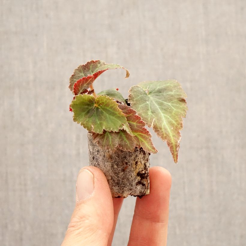 Exemplaar van Begonia Bellissa Rood - Knolbegonia Mini-mot Ø 3/4 cm zoals geleverd in de lente