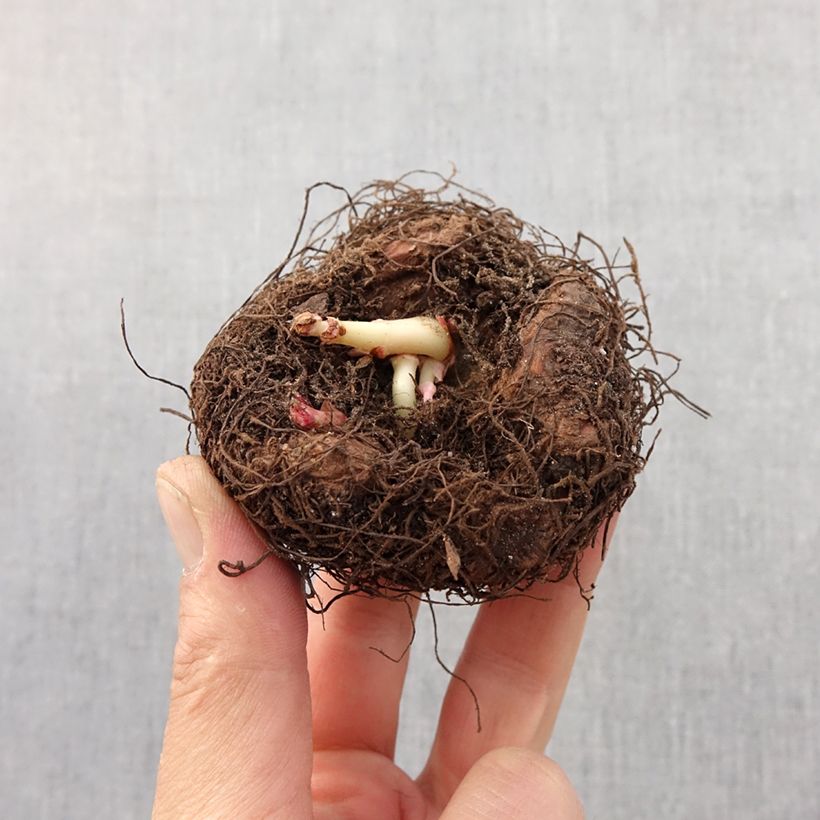 Example of Begonia Bertinii  Bol size 6/7 as you get in printemps