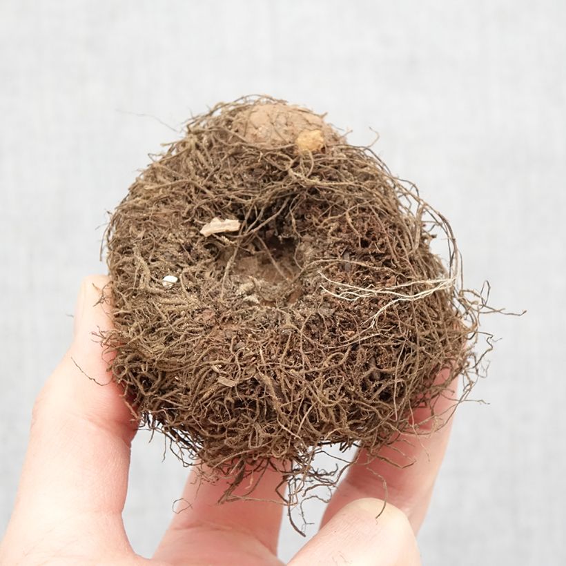 Example of Begonia boliviensis San Francisco - Bégonia retombant Bol Kaliber/Größe 24+ as you get in printemps