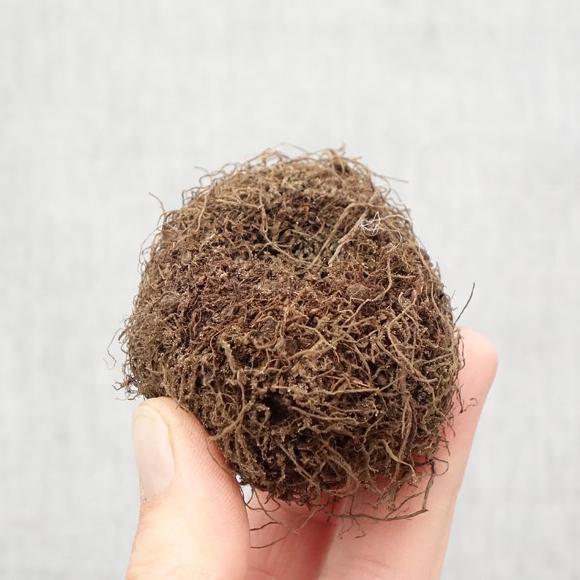 Example of Begonia boliviensis Santa Barbara - Bégonia retombant Bol Kaliber/Größe 24+ as you get in printemps