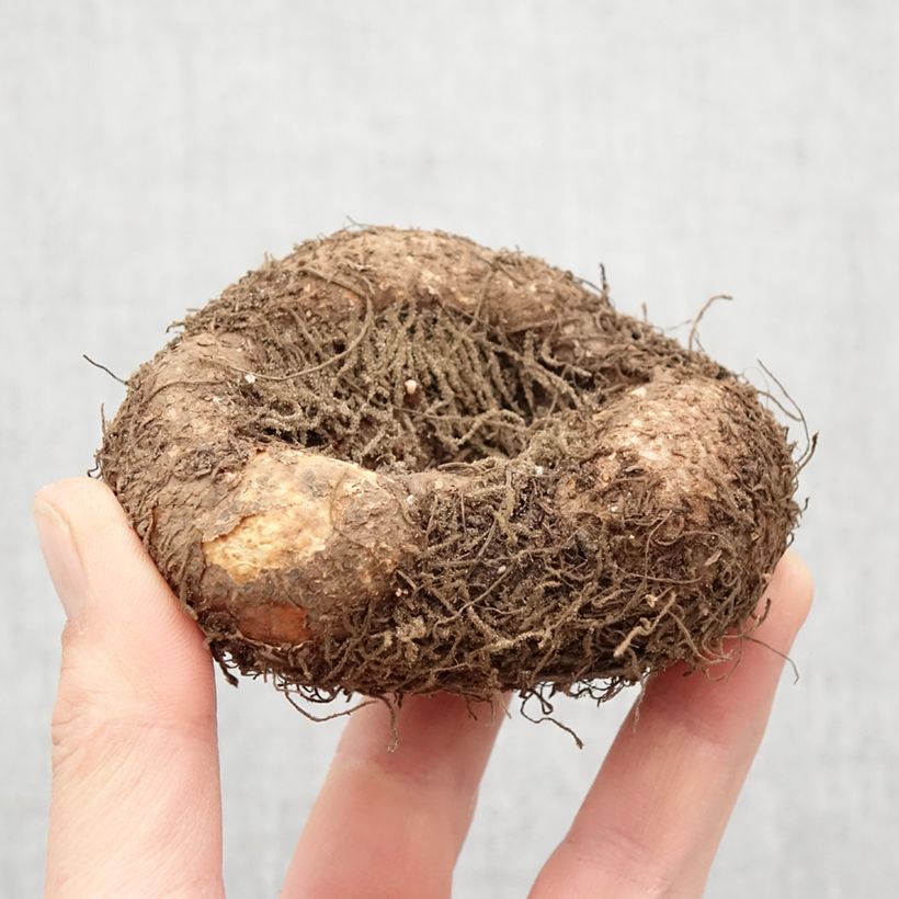 Exemplaar van Begonia boliviensis Santa Cruz - Boliviaanse hangbegonia Bol kaliber 24+ zoals geleverd in de lente