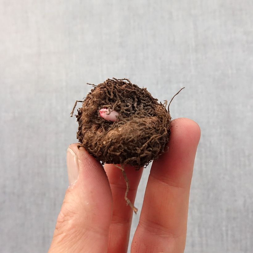 Example of Begonia crispa Marginata White-Red Bol size 5+ as you get in printemps