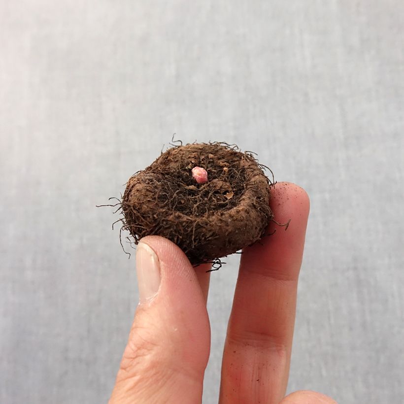 Example of Begonia crispa marginata Yellow-Red Bol size 5+ as you get in printemps