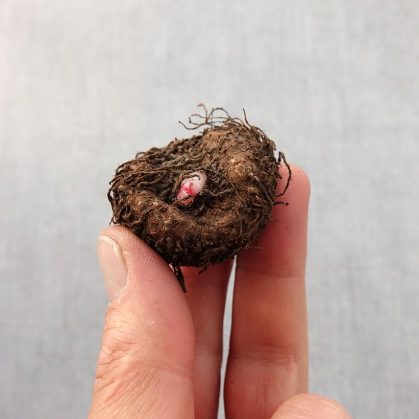 Example of Begonia Double Marmorata Bol size 4 as you get in printemps