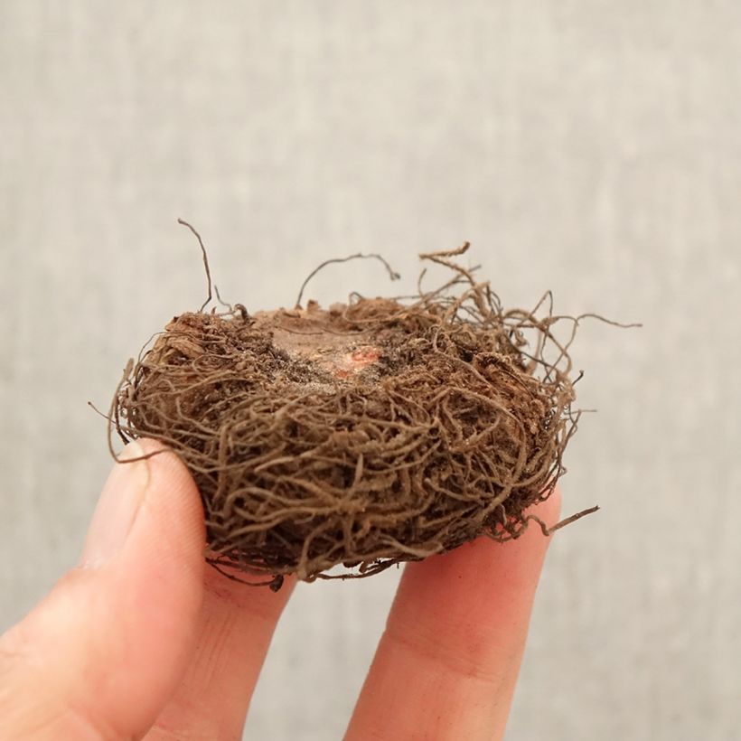 Exemplaar van Begonia Non Stop Apricot - Knolbegonia Bol kaliber 5+ zoals geleverd in de lente
