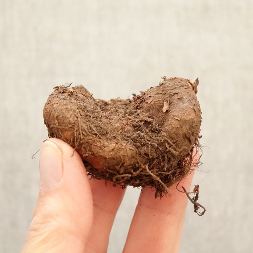 Exemplaar van Begonia Non Stop Goldoranje - Knolbegonia Bol kaliber 5+ zoals geleverd in de lente
