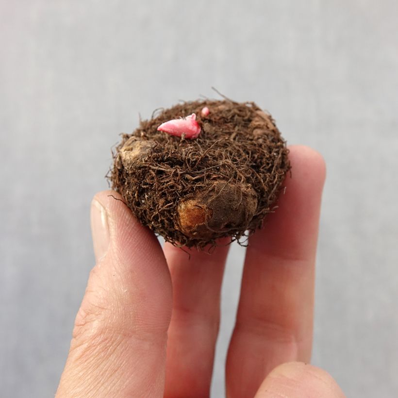 Example of Begonia double pastel en mélange Bol size 4+ as you get in printemps